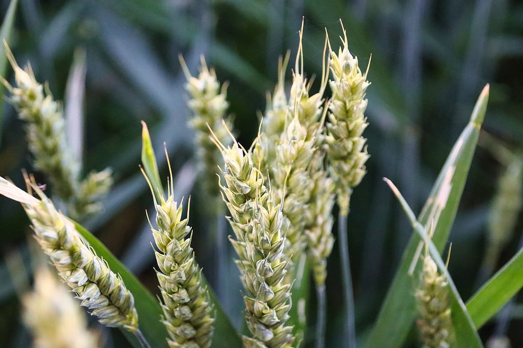 wheat, grain, agriculture-7290545.jpg